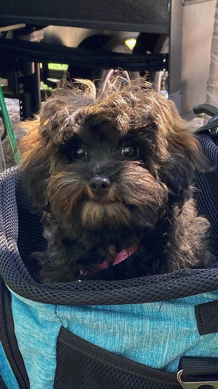 Piper is registered to the contest to win money with this photo: canidae, carnivore, companion_dog, dog, dog_breed, dog_supply, fur, green, liver, mammal, puppy, small_terrier, snout, sporting_group, standard_schnauzer, terrier, toy_dog, welsh_terrier, working_terrier, yorkipoo