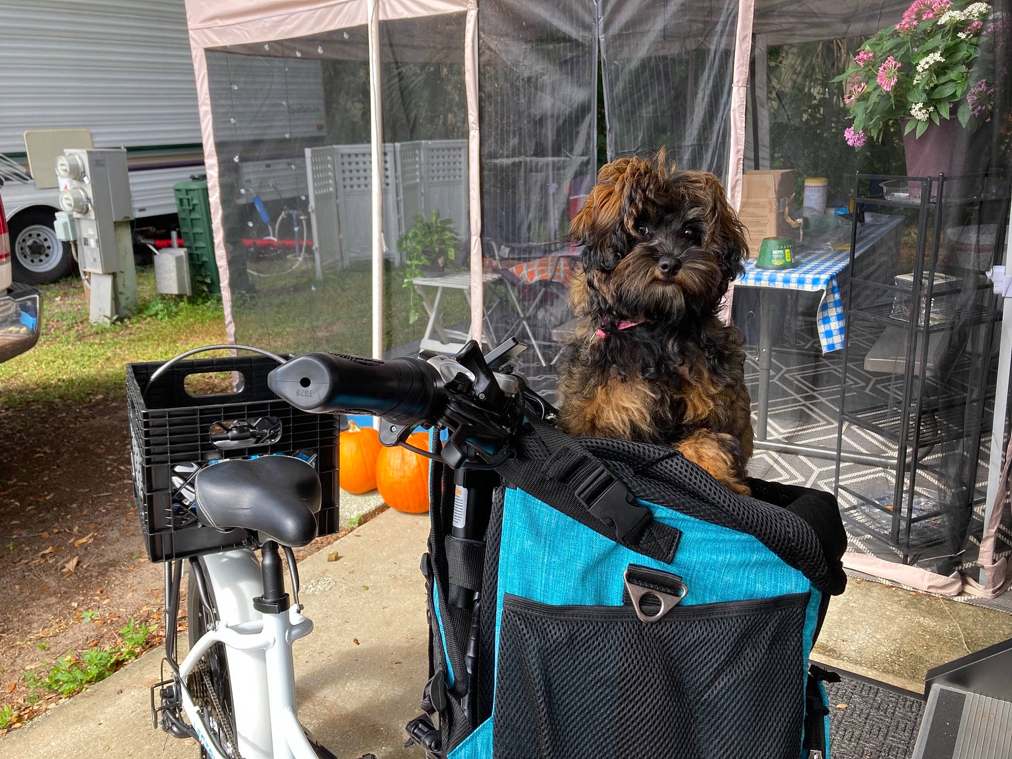 Piper is registered to the contest to win money with this photo: automotive_tire, bag, bicycle, bicycle_accessory, bicycle_fork, bicycle_frame, bicycle_handlebar, bicycle_part, bicycle_saddle, bicycle_tire, bicycles_equipment_and_supplies, cameras_optics, cycling, grass, motor_vehicle, plant, tire, tripod, vehicle, wheel