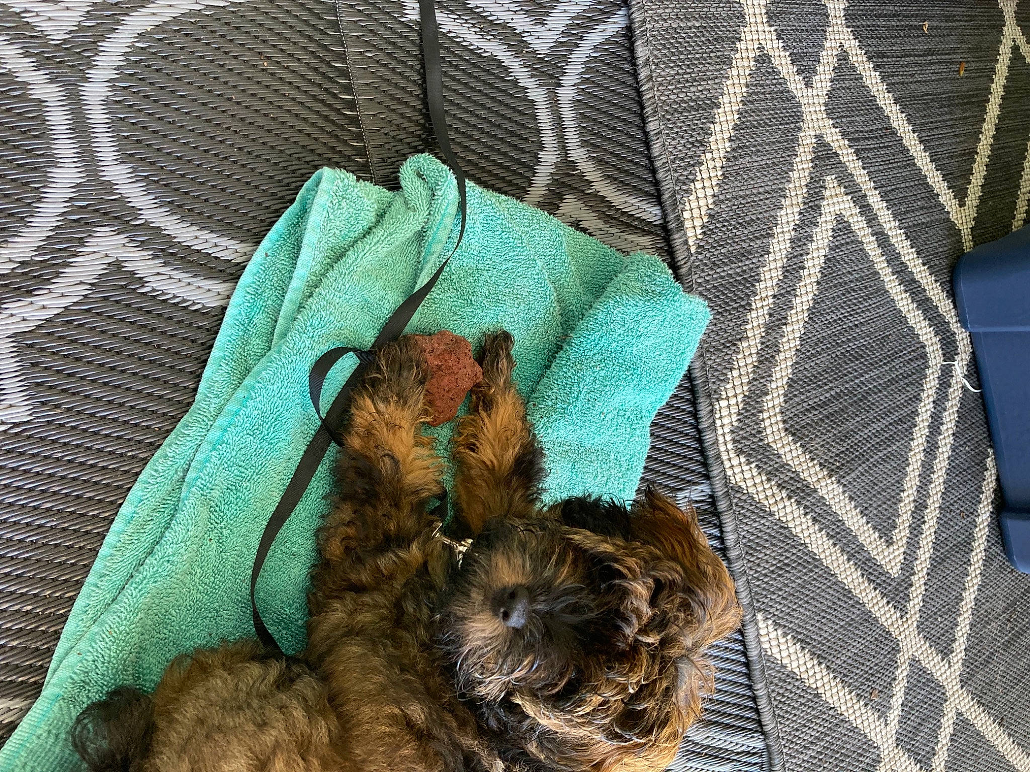 Piper is registered to the contest to win money with this photo: carnivore, comfort, companion_dog, dog_breed, electric_blue, fashion_accessory, felidae, fiber, fur, linens, liver, mammal, mesh, pattern, pet_supply, plaid, sleeve, sporting_group, textile, toy