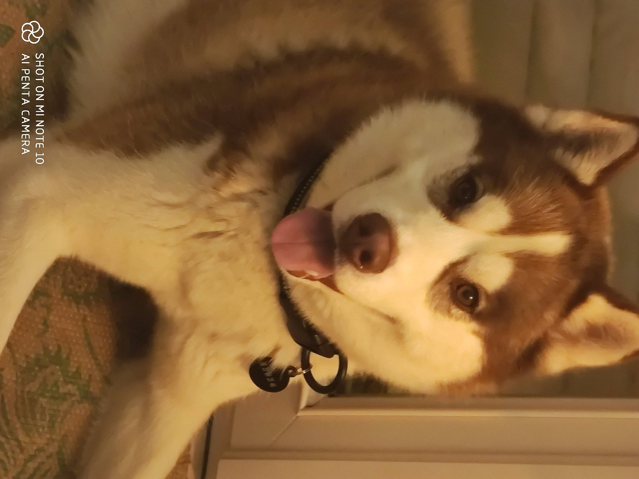 Sayko a rejoint le concours — aidez-le/la à gagner de superbes lots ! canidae, carnivore, cat, companion_dog, dog, dog_breed, eye, fang, fawn, felidae, jaw, mammal, paw, sled_dog, small_to_medium_sized_cats, snout, sporting_group, tail, whiskers, wood