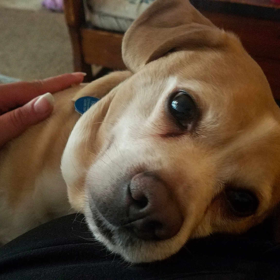 Fonzie is registered to the contest to win money with this photo: beagador, canidae, carnivore, companion_dog, dog, dog_breed, fawn, harrier, labrador_retriever, mammal, puppy, puppy_love, retriever, snout, sporting_group, vertebrate