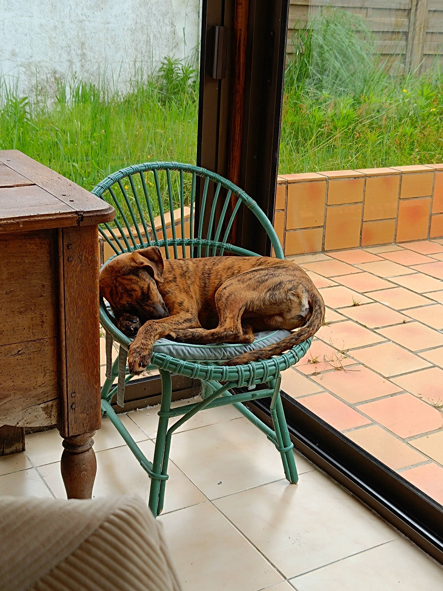 Dodgy a rejoint le concours — aidez-le/la à gagner de superbes lots ! carnivore, cat, chair, comfort, fawn, felidae, flooring, grass, hardwood, leisure, outdoor_furniture, pet_supply, plant, small_to_medium_sized_cats, tail, terrestrial_animal, wicker, window, windsor_chair, wood