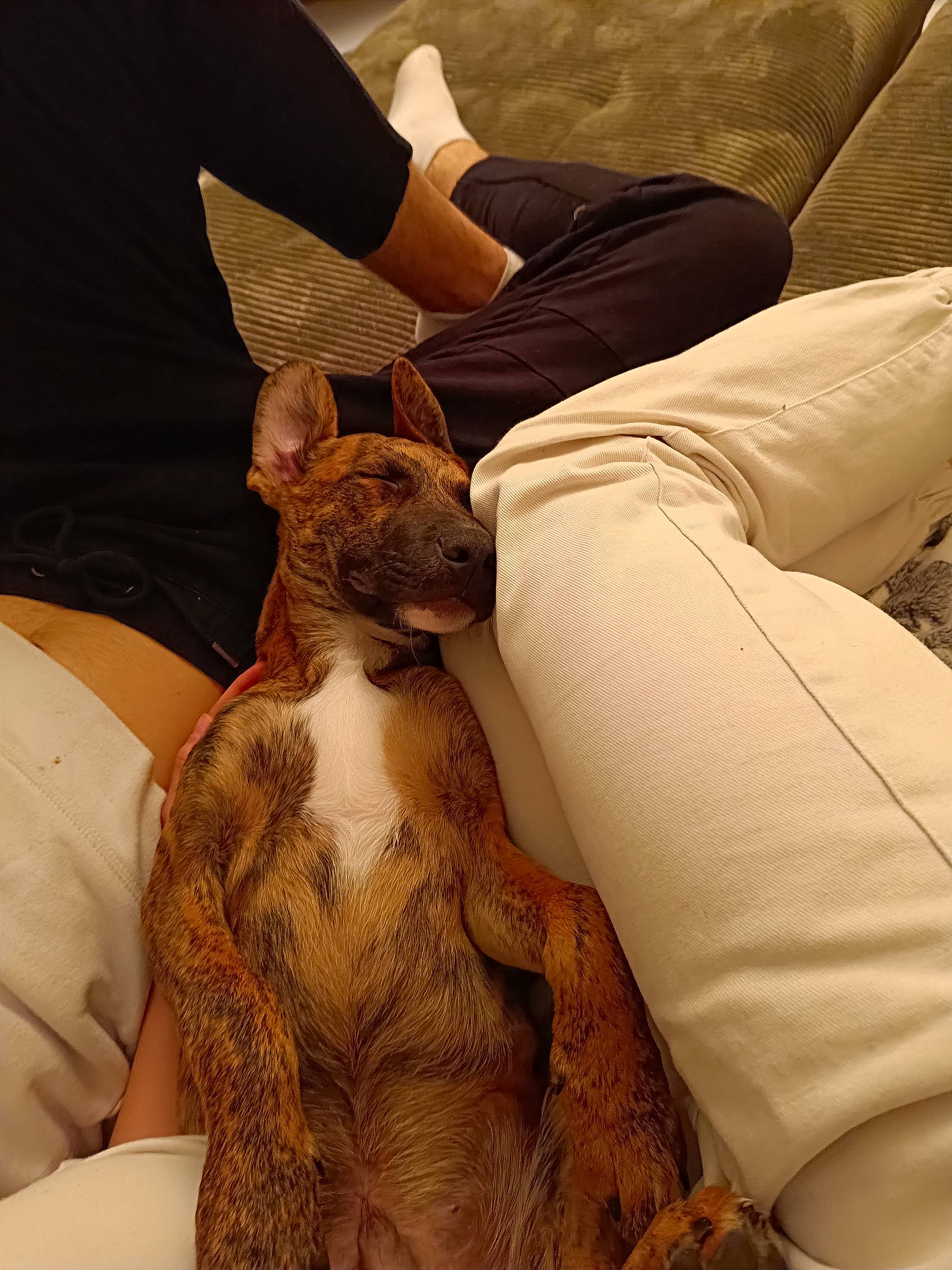 Dodgy a rejoint le concours — aidez-le/la à gagner de superbes lots ! canidae, carnivore, comfort, companion_dog, couch, dog, dog_breed, elbow, fawn, felidae, fur, human_leg, knee, linens, neck, sleeve, sporting_group, thigh, wildlife, wrist