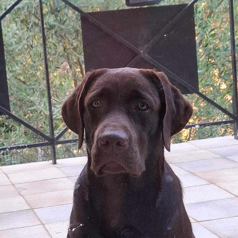 Volt participe au concours pour gagner de l'argent avec cette photo : animal, brown_dog, canine, chocolate_labrador, dog, ears, face, fence, fur, greenery, labrador, leafy_background, looking_at_camera, outdoor, patio, pet, portrait, sitting, snout, tile_floor