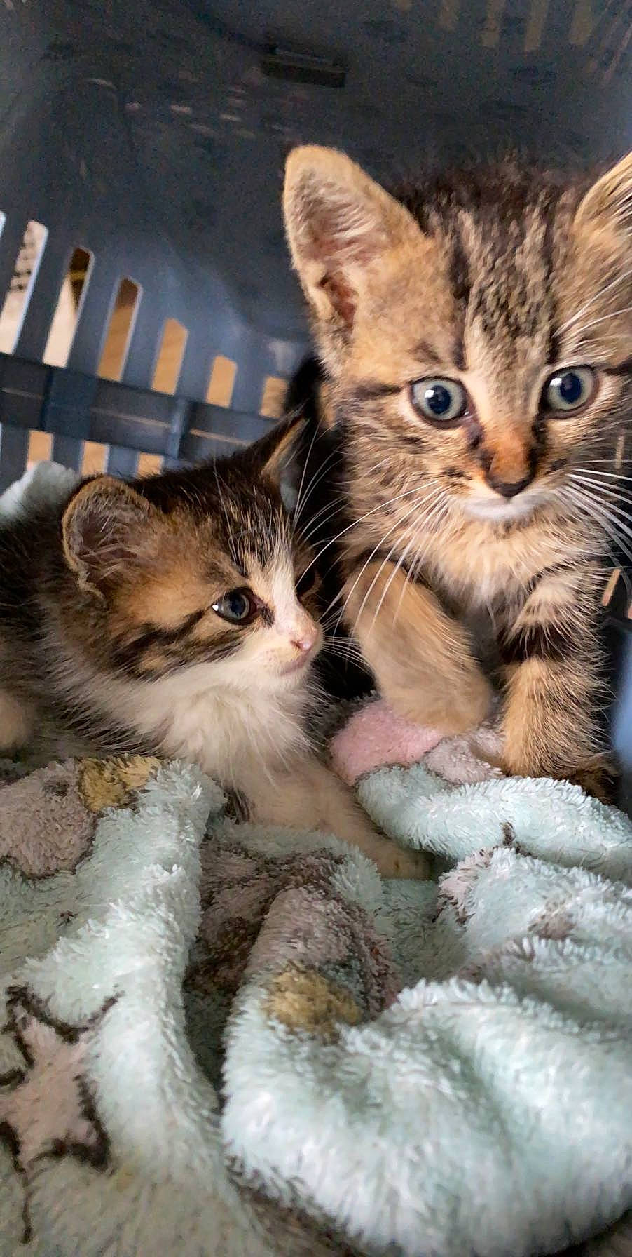 Loki a rejoint le concours — aidez-le/la à gagner de superbes lots ! carnivore, cat, claw, domestic_short_haired_cat, fawn, felidae, fur, mammal, paw, small_to_medium_sized_cats, snout, tail, vertebrate, whiskers, wildlife