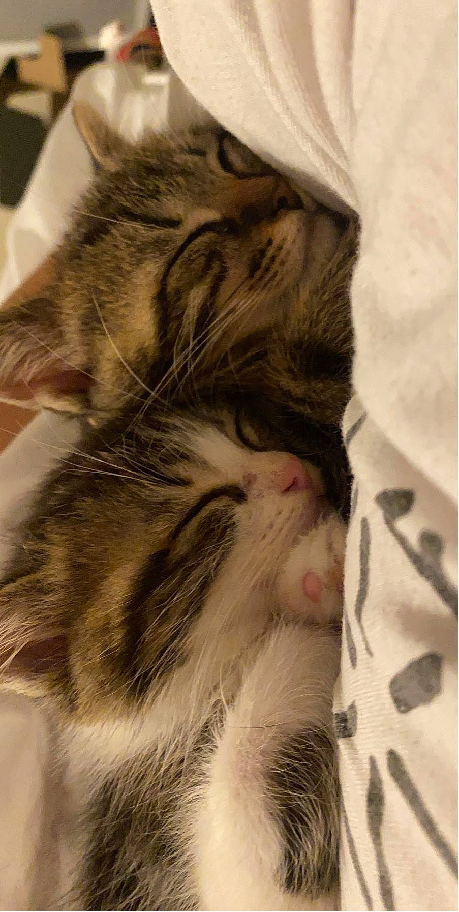 Loki a rejoint le concours — aidez-le/la à gagner de superbes lots ! carnivore, cat, claw, close_up, comfort, domestic_short_haired_cat, fawn, felidae, fur, nap, paw, sleep, small_to_medium_sized_cats, snout, tail, terrestrial_animal, whiskers