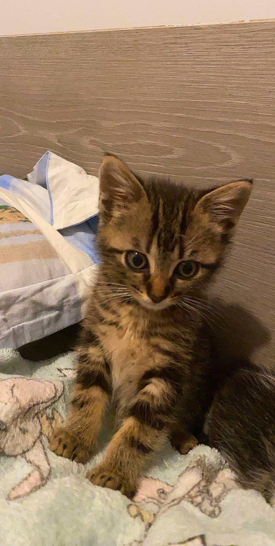 Loki participe au concours pour gagner de l'argent avec cette photo : carnivore, cat, claw, comfort, domestic_short_haired_cat, fawn, felidae, fur, paw, small_to_medium_sized_cats, snout, tail, terrestrial_animal, whiskers, wildlife