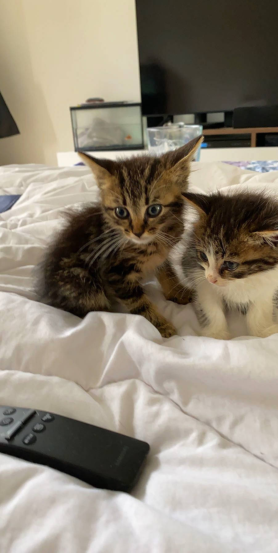 Loki a rejoint le concours — aidez-le/la à gagner de superbes lots ! bed, bedding, box, carnivore, cat, comfort, communication_device, domestic_short_haired_cat, felidae, fur, gadget, gesture, linens, office_equipment, output_device, paw, portable_communications_device, small_to_medium_sized_cats, tablet_computer, whiskers