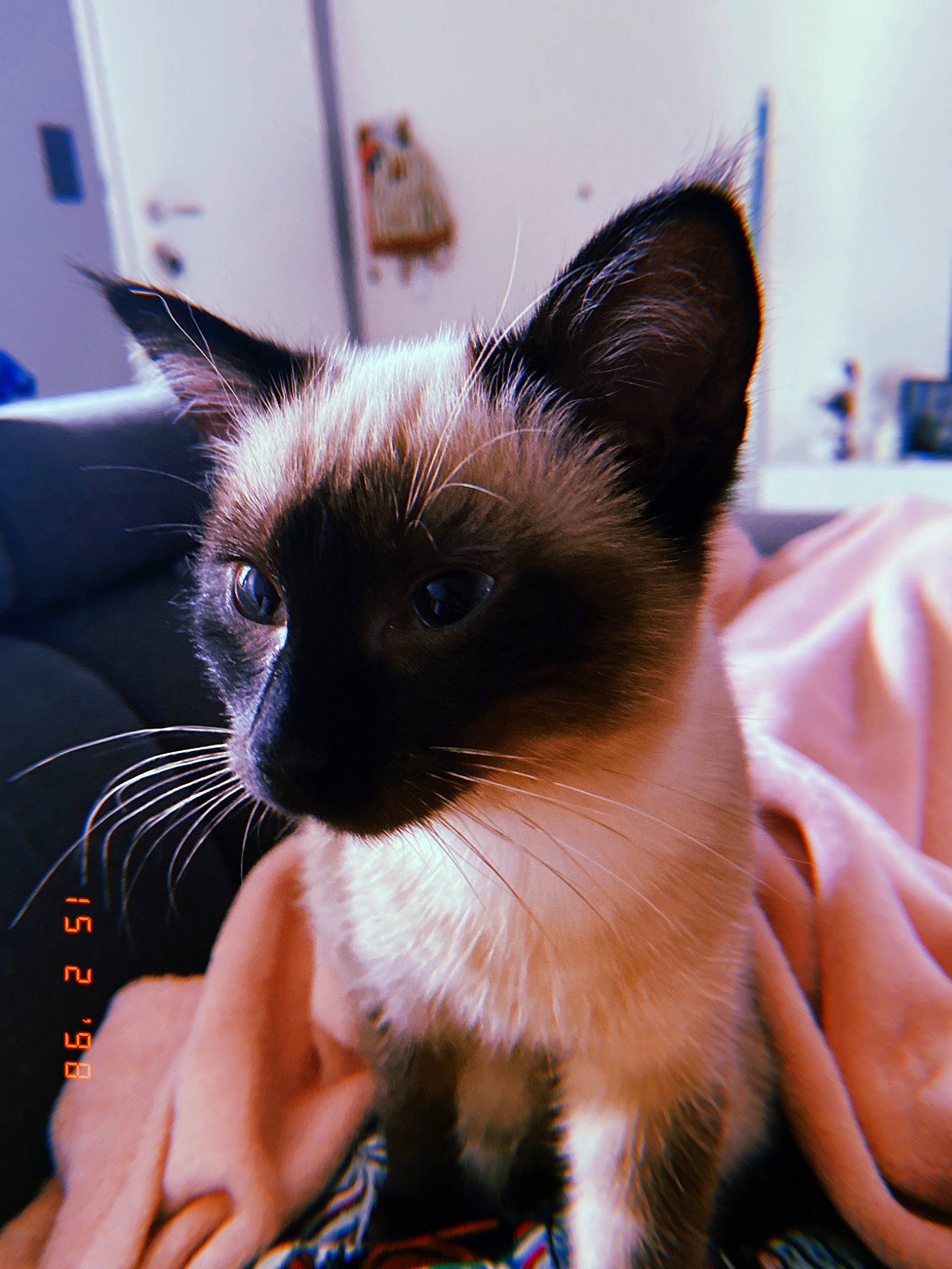 Pyxie participe au concours pour gagner de l'argent avec cette photo : balinese, carnivore, cat, claw, close_up, domestic_short_haired_cat, eye, eyelash, fawn, felidae, fur, nail, paw, pet_supply, siamese, small_to_medium_sized_cats, snout, tail, thai, whiskers