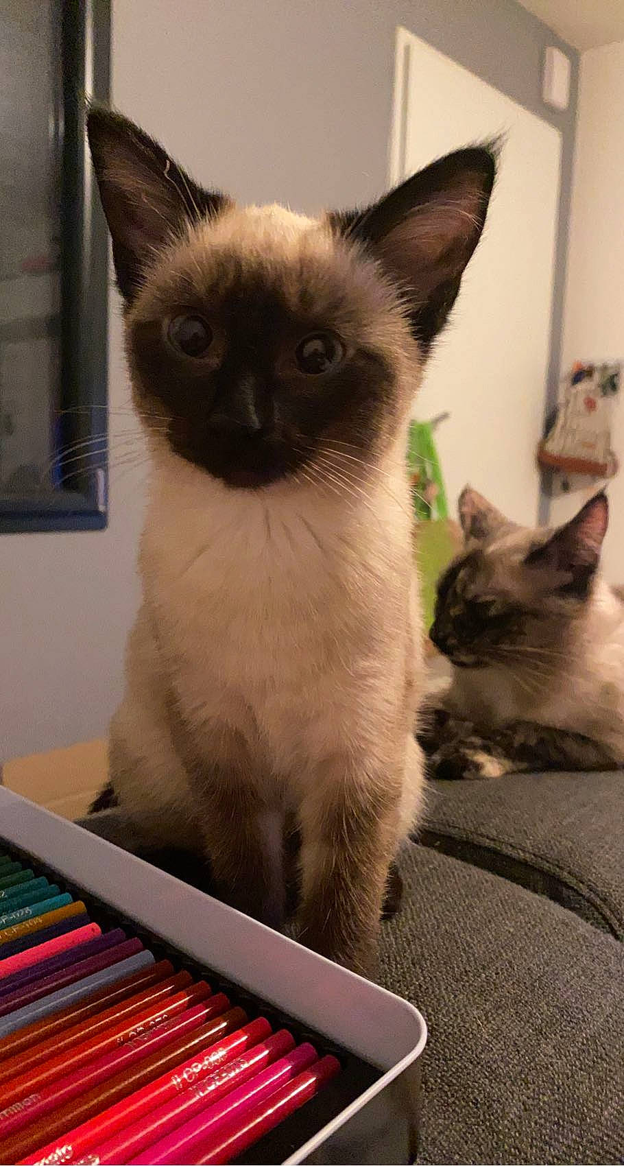 Pyxie a rejoint le concours — aidez-le/la à gagner de superbes lots ! birman, box, carnivore, cat, fawn, felidae, fixture, fur, office_supplies, pet_supply, publication, recreation, siamese, small_to_medium_sized_cats, snout, tail, terrestrial_animal, vertebrate, whiskers