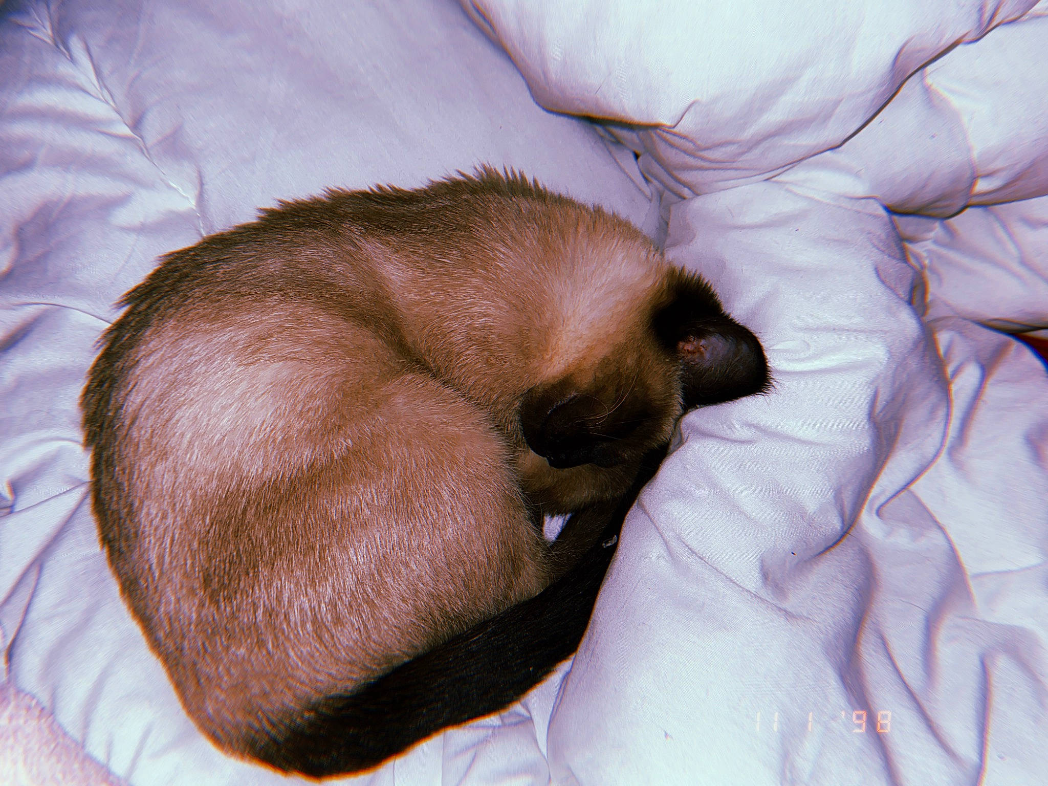 Pyxie participe au concours pour gagner de l'argent avec cette photo : brown, canidae, carnivore, cat, comfort, companion_dog, dog, dog_breed, ear, fawn, felidae, fur, linens, liver, mammal, siamese, small_to_medium_sized_cats, snout, sporting_group, whiskers