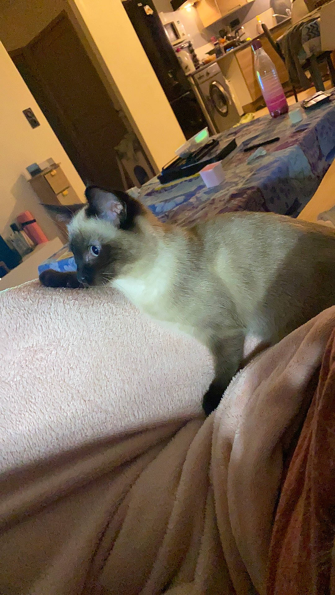 Pyxie a rejoint le concours — aidez-le/la à gagner de superbes lots ! balinese, birman, canidae, carnivore, cat, comfort, companion_dog, fawn, felidae, fur, grey, linens, siamese, small_to_medium_sized_cats, snout, tail, terrestrial_animal, thai, tonkinese, whiskers