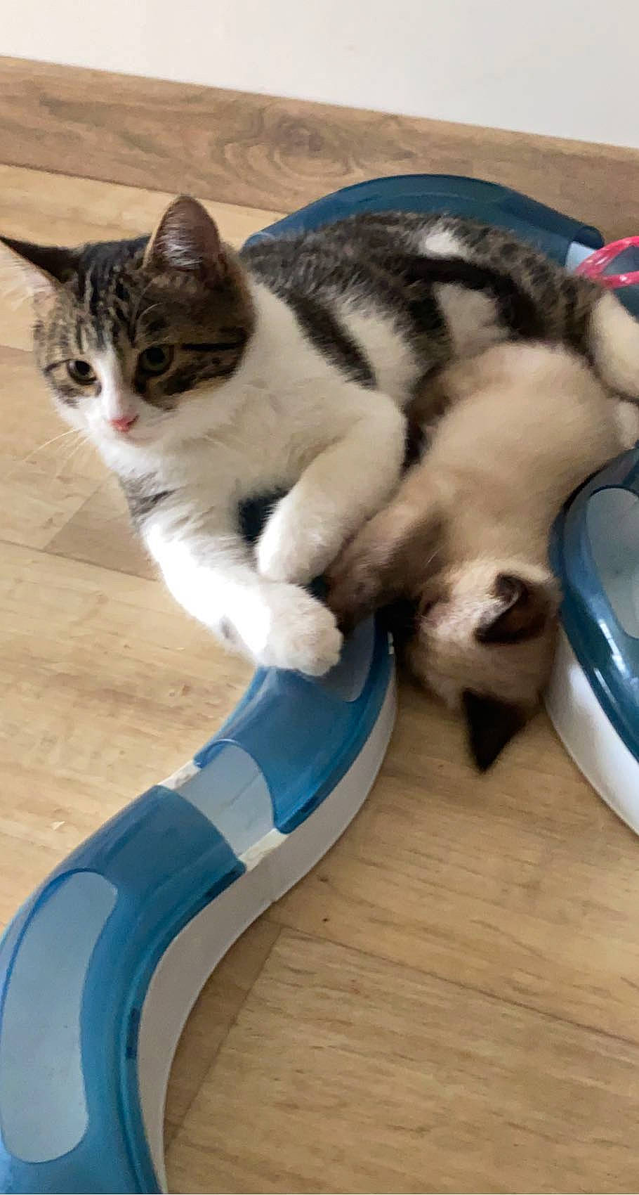 Ozzy participe au concours pour gagner de l'argent avec cette photo : carnivore, cat, comfort, domestic_short_haired_cat, electric_blue, felidae, floor, flooring, foot, fur, hardwood, human_leg, paw, small_to_medium_sized_cats, snout, sportswear, tail, vertebrate, whiskers, wood