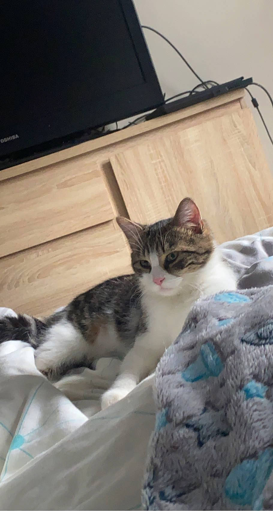 Ozzy a rejoint le concours — aidez-le/la à gagner de superbes lots ! box, carnivore, cat, claw, comfort, computer_keyboard, computer_monitor, domestic_short_haired_cat, felidae, flooring, fur, lamp, nap, paw, peripheral, small_to_medium_sized_cats, tail, whiskers, window, wood