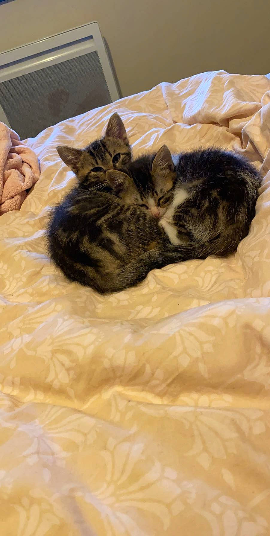 Ozzy participe au concours pour gagner de l'argent avec cette photo : bed, bed_sheet, bedding, brown, carnivore, cat, comfort, computer_keyboard, domestic_short_haired_cat, felidae, fur, grey, hardwood, linens, room, small_to_medium_sized_cats, tail, textile, whiskers, wood