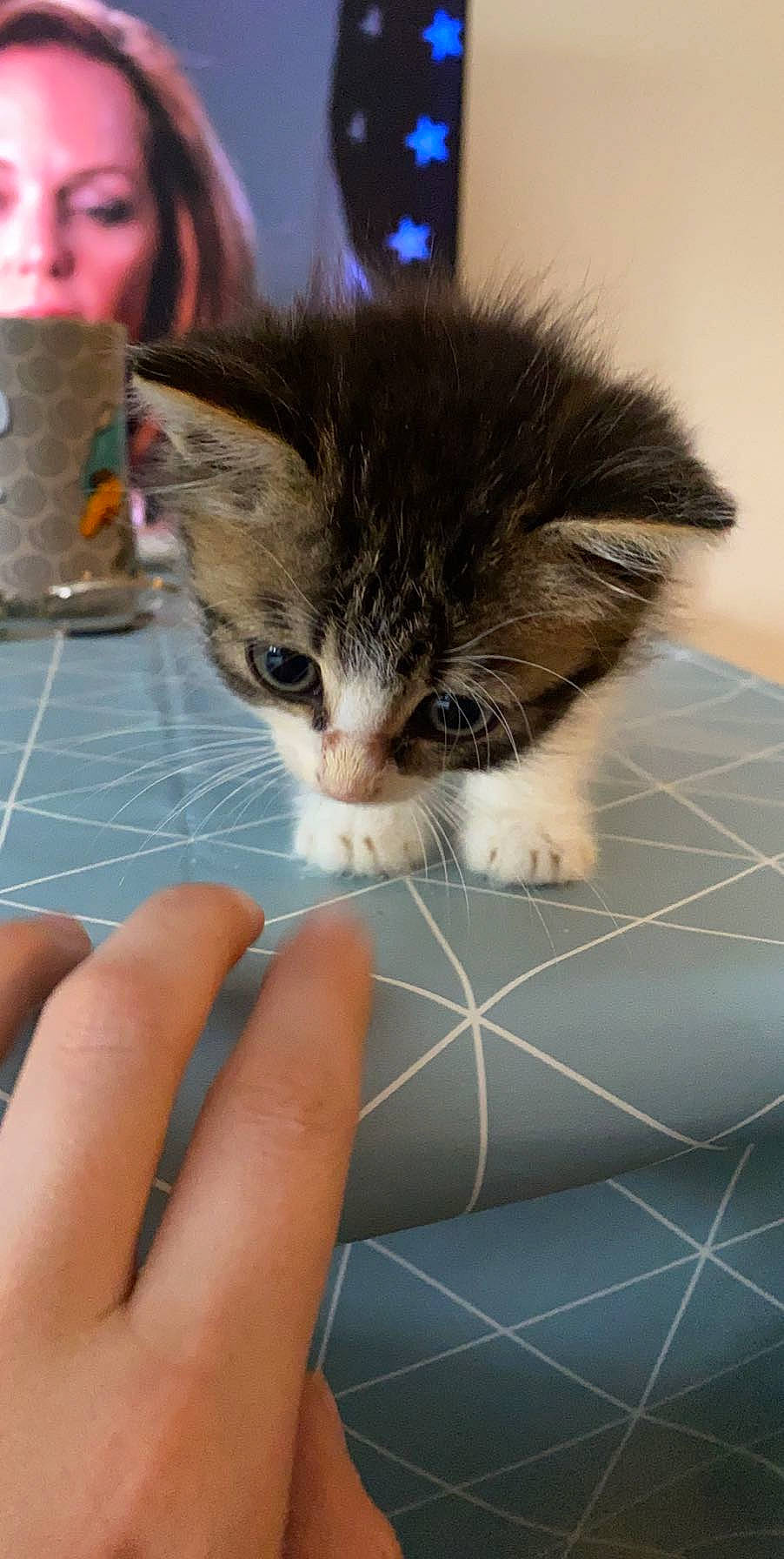 Ozzy a rejoint le concours — aidez-le/la à gagner de superbes lots ! carnivore, cat, claw, comfort, domestic_short_haired_cat, eye, felidae, flooring, fur, gesture, human_leg, mesh, nail, organ, paw, small_to_medium_sized_cats, snout, tail, thumb, whiskers