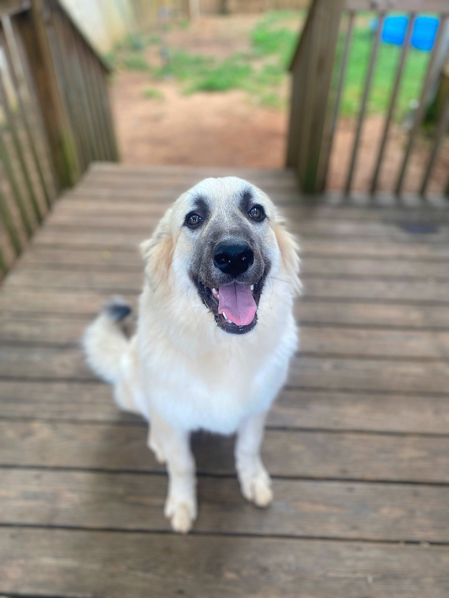 Loki joined the competition — help win amazing prizes! carnivore, companion_dog, dog, dog_breed, fang, grass, great_pyrenees, guard_dog, gun_dog, hardwood, home_fencing, plank, plant, retriever, shout, sporting_group, tree, whiskers, wood, working_dog
