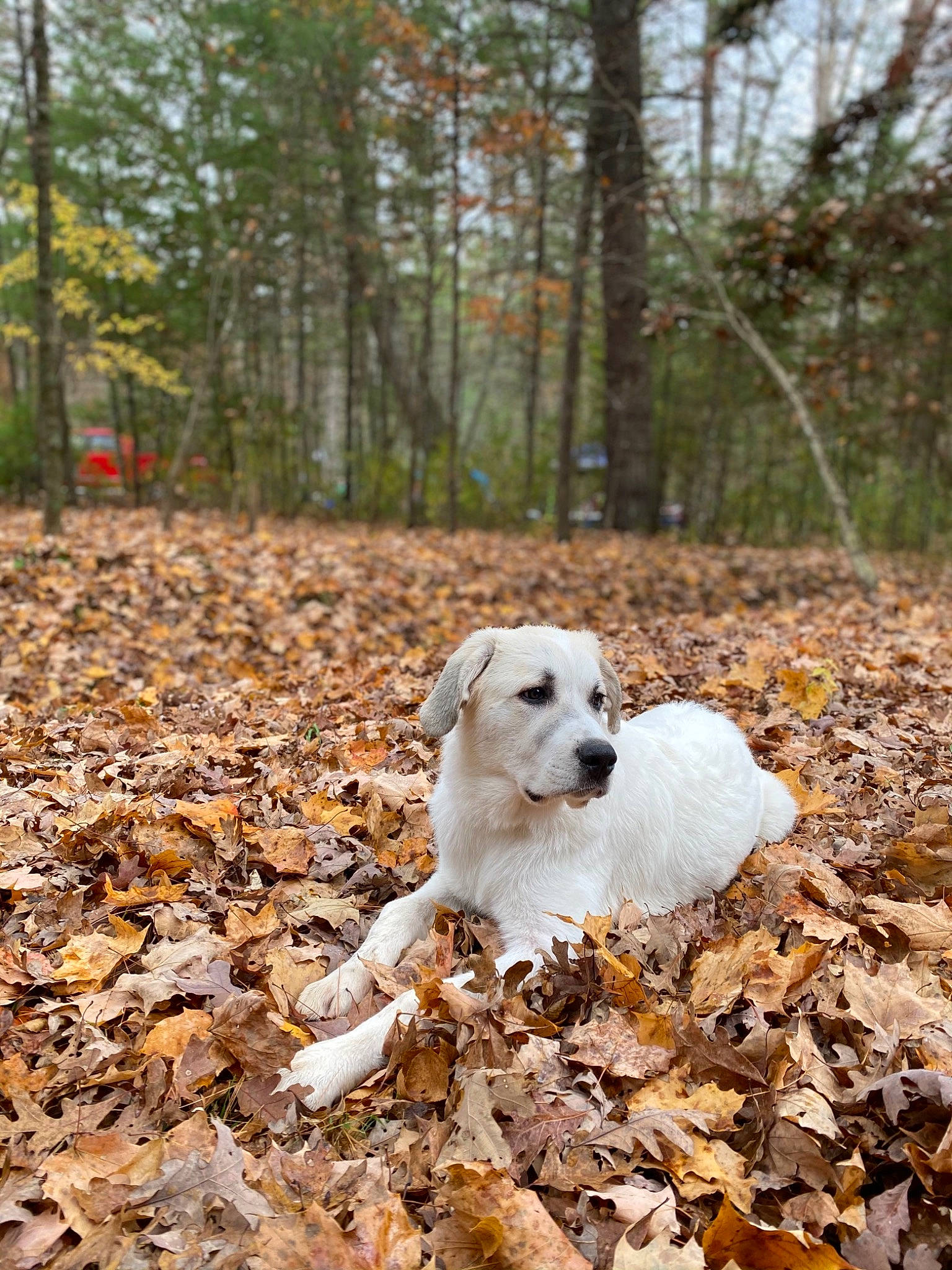 Cheddar joined the competition — help win amazing prizes! autumn, canidae, carnivore, companion_dog, deciduous, dog, dog_breed, fawn, forest, grass, landscape, natural_landscape, plant, snout, soil, sporting_group, tree, wildlife, wood, woodland