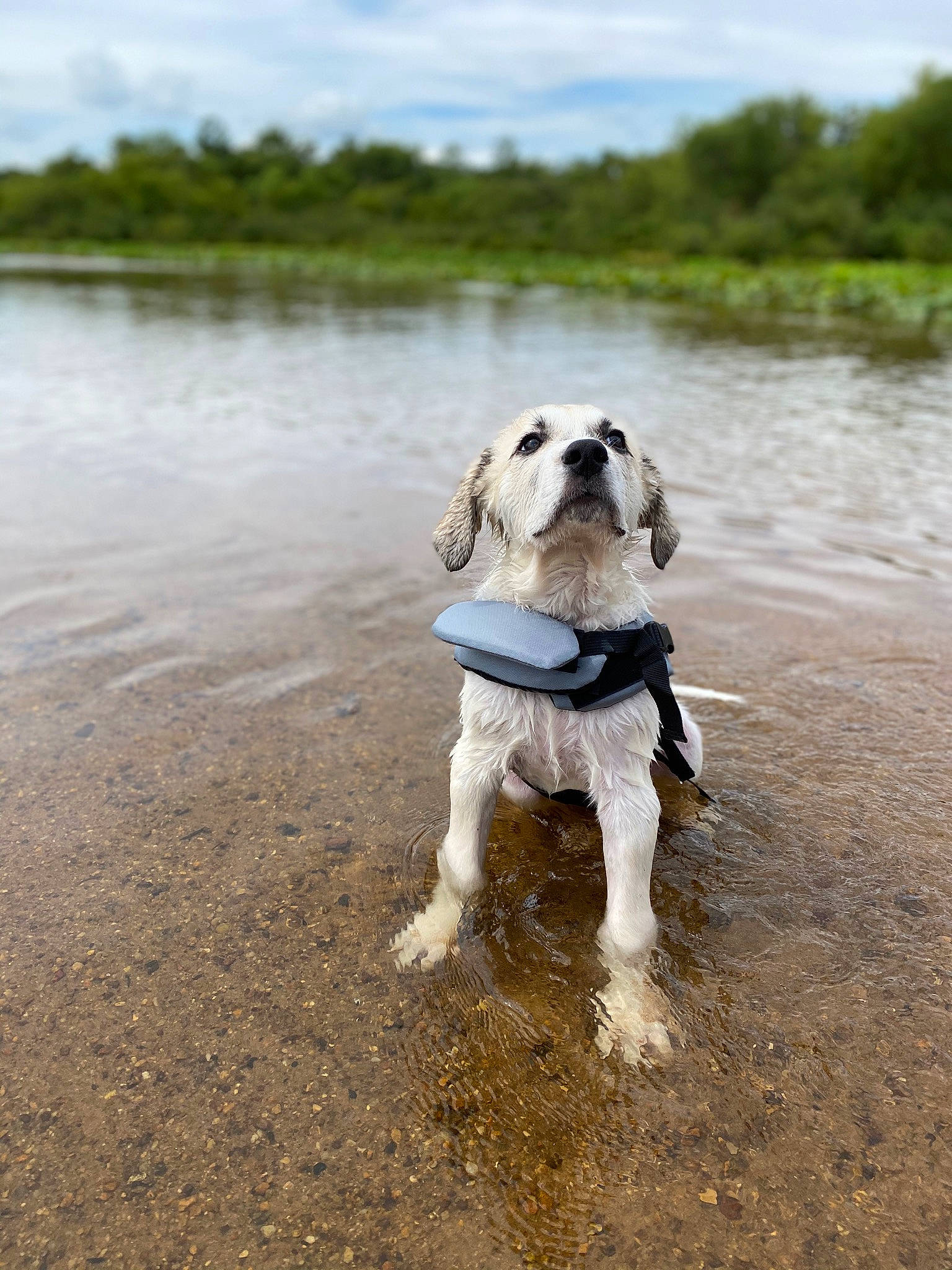 Cheddar joined the competition — help win amazing prizes! carnivore, cloud, collar, companion_dog, dog, dog_breed, dog_collar, dog_supply, fawn, lake, leash, mammal, pet_supply, plant, sky, snout, tail, tree, water, working_animal