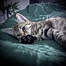 Token participe au concours pour gagner de l'argent avec cette photo : cat, kitten, tabby, paw, bed, blanket, indoor, pet, feline, cute, whiskers, ears, fur, relaxed, resting, closeup, animal, sleepy, soft, domestic