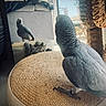 cat, parrot, african_grey_parrot, reflection, woven_ottoman, curious, indoor, sofa, window, paws, perched, bird, furniture, pet, animal, natural_light, home, close_up, playful, looking