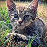 Token participe au concours pour gagner de l'argent avec cette photo : cat, kitten, tabby, grass, nature, outdoor, animal, whiskers, ears, eyes, fur, closeup, wildlife, curious, young, mammal, pet, playful, sunlight, greenery