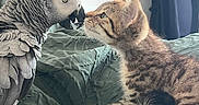 Token a rejoint le concours — aidez-le/la à gagner de superbes lots ! kitten, cat, parrot, african_grey_parrot, bird, pet, animal, face_to_face, bed, blanket, curious, feline, feathers, whiskers, indoor, cozy, close_up, cute, interaction, friendship
