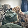 kitten, cat, parrot, african_grey_parrot, bird, pet, animal, face_to_face, bed, blanket, curious, feline, feathers, whiskers, indoor, cozy, close_up, cute, interaction, friendship