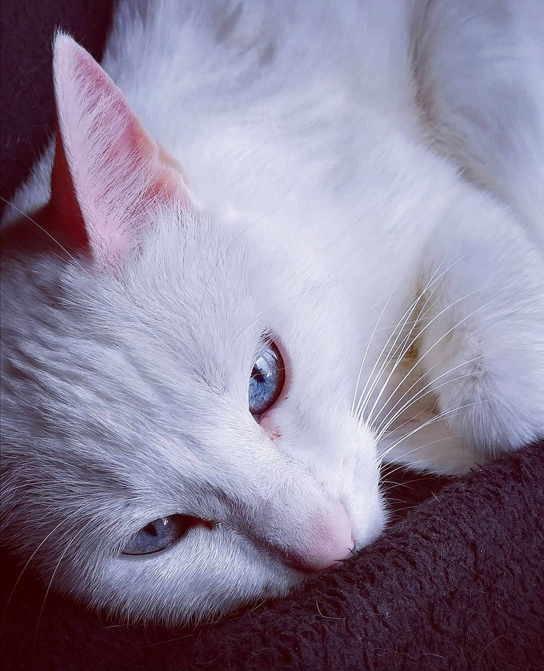 Blanche participe au concours pour gagner de l'argent avec cette photo : carnivore, cat, close_up, felidae, fur, iris, organ, organism, small_to_medium_sized_cats, snout, terrestrial_animal, turkish_angora, vertebrate, whiskers