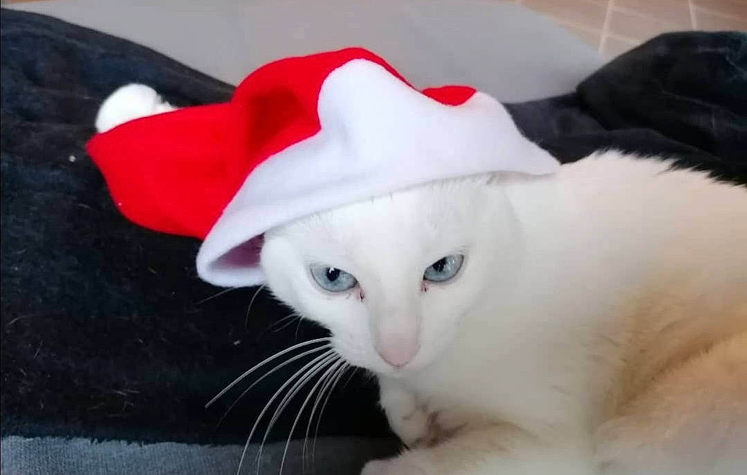Blanche participe au concours pour gagner de l'argent avec cette photo : carmine, carnivore, cat, christmas, costume_accessory, costume_hat, felidae, fictional_character, fur, khao_manee, small_to_medium_sized_cats, snout, terrestrial_animal, turkish_angora, velvet, vertebrate, whiskers, white