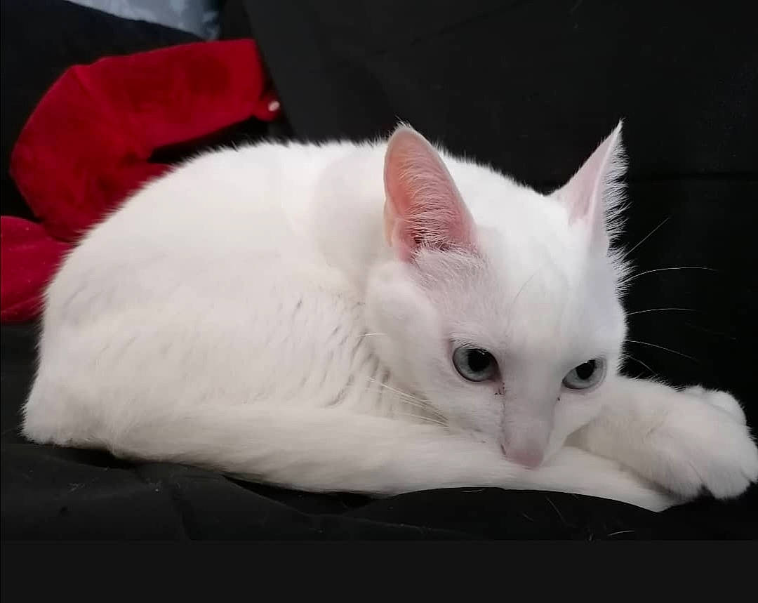 Blanche participe au concours pour gagner de l'argent avec cette photo : carnivore, cat, felidae, fur, khao_manee, skin, small_to_medium_sized_cats, snout, turkish_angora, whiskers, white