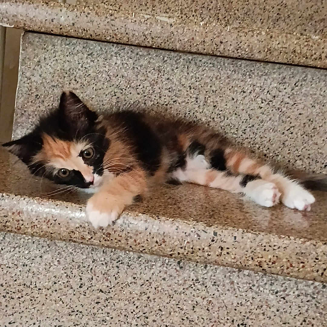 Cookie