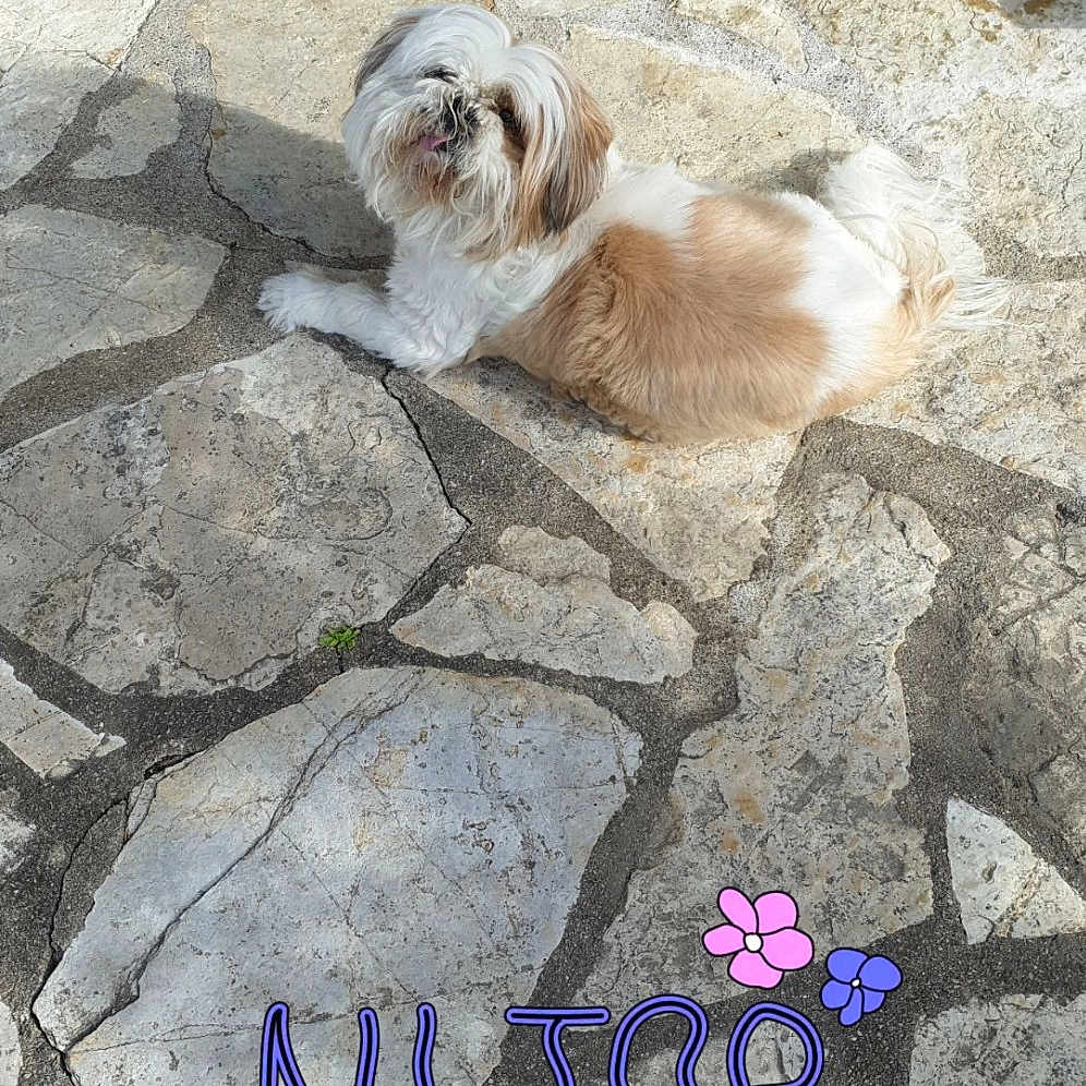 Choupette