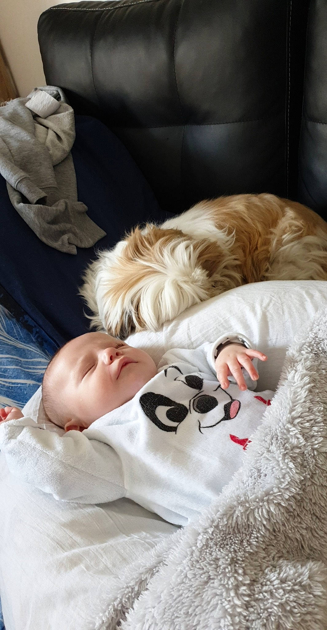 Choupette a rejoint le concours — aidez-le/la à gagner de superbes lots ! baby, bedding, bedtime, birth, child, comfort, companion_dog, ear, fur, furniture, glasses, linens, nap, photograph, photography, room, sleep, toddler