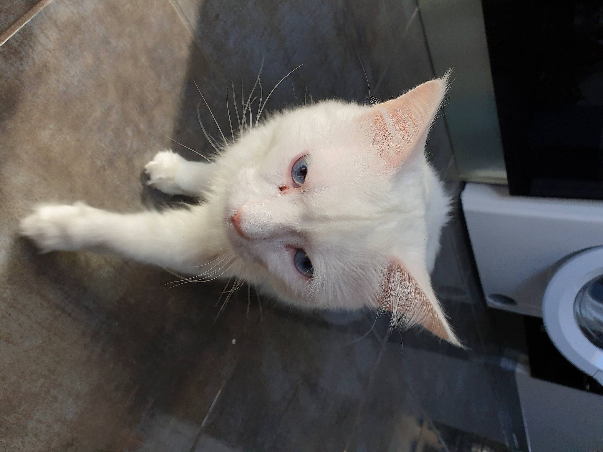 Onyx a rejoint le concours — aidez-le/la à gagner de superbes lots ! aegean_cat, burmilla, carnivore, cat, domestic_short_haired_cat, eye, felidae, fur, iris, khao_manee, kitten, mammal, nose, ojos_azules, small_to_medium_sized_cats, snout, turkish_angora, turkish_van, whiskers, white