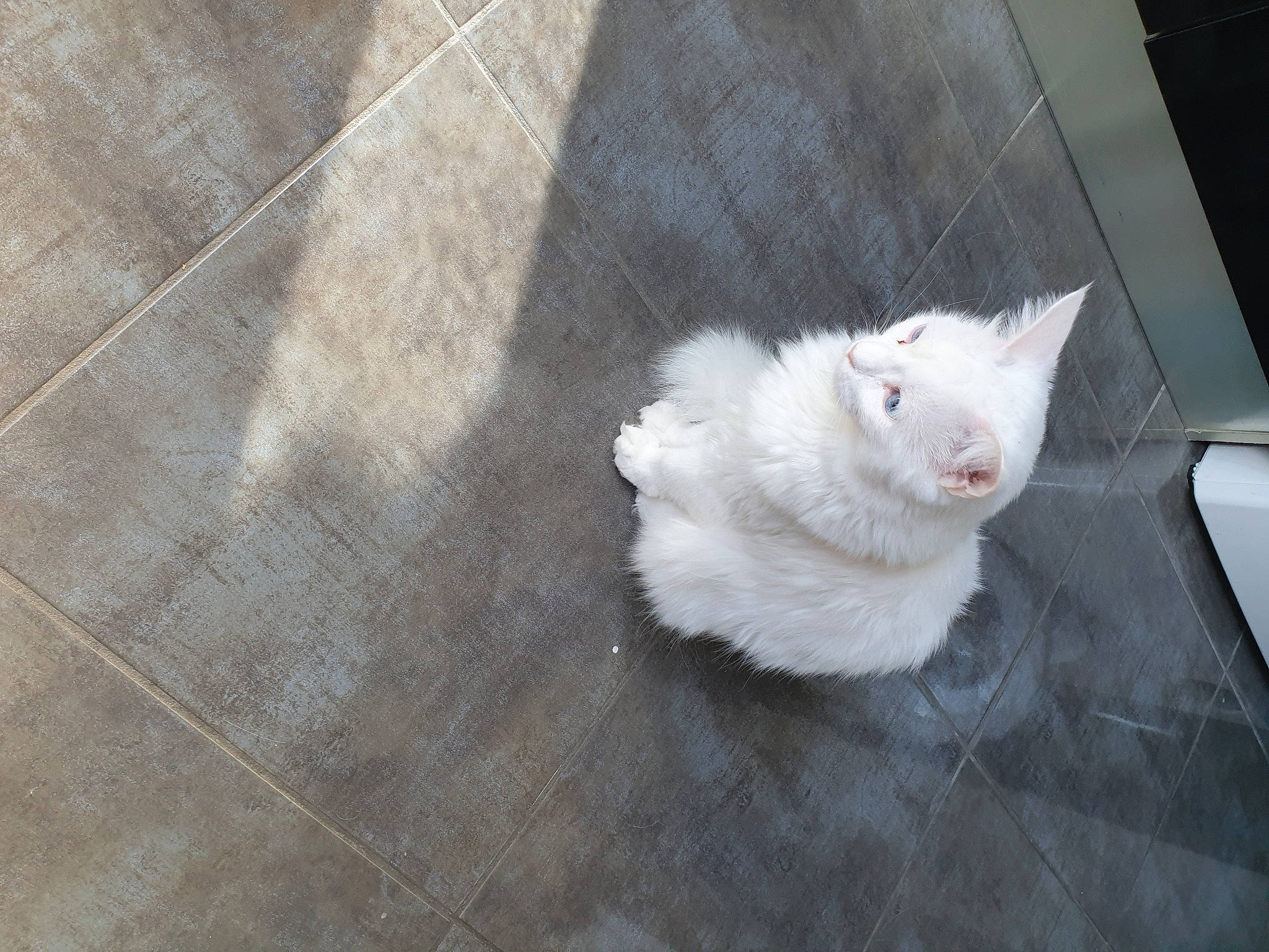 Onyx a rejoint le concours — aidez-le/la à gagner de superbes lots ! american_curl, carnivore, cat, domestic_long_haired_cat, fawn, felidae, floor, flooring, fur, khao_manee, kitten, mammal, persian, ragdoll, small_to_medium_sized_cats, tail, turkish_angora, turkish_van, whiskers, white