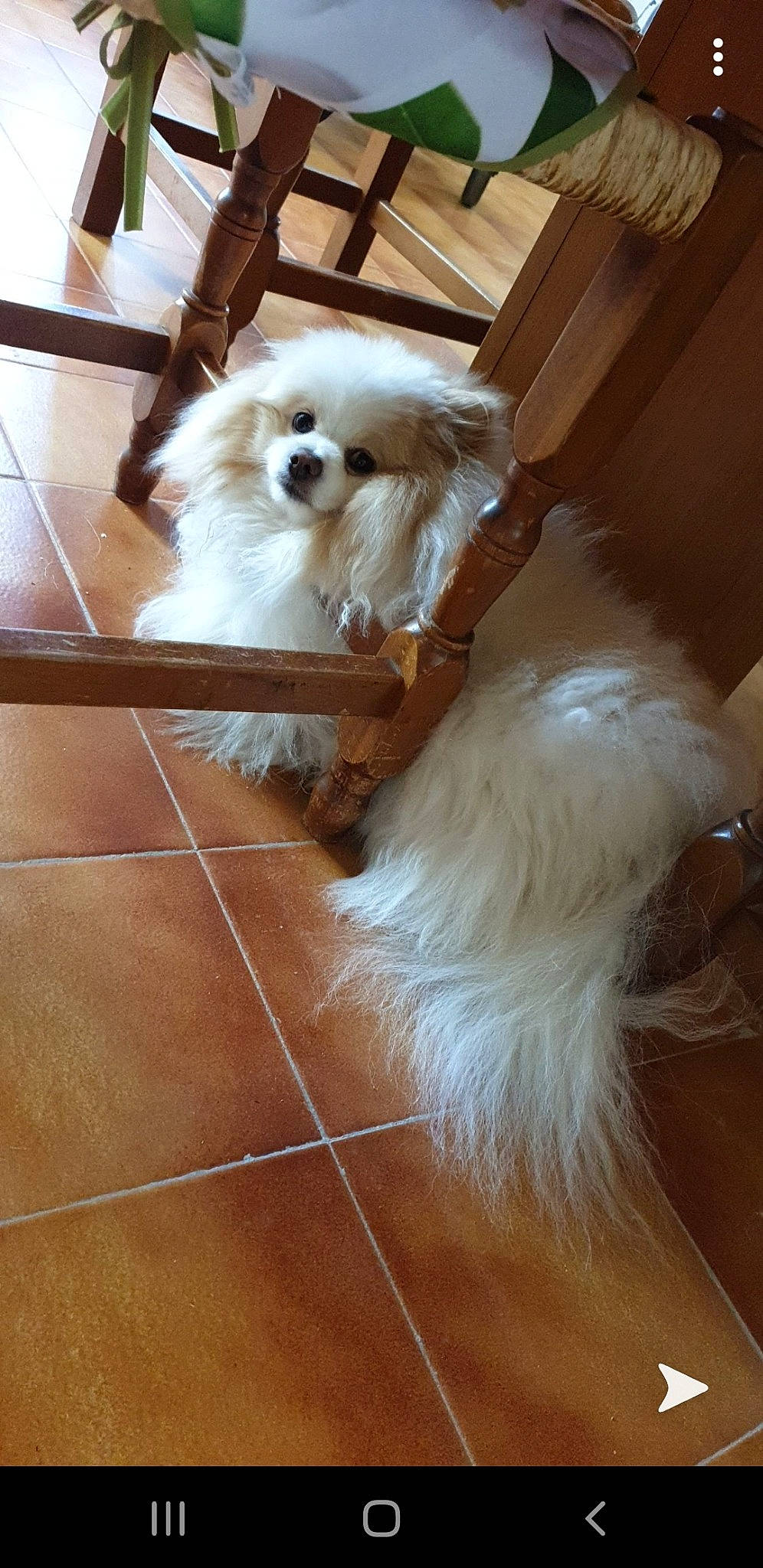 Orage participe au concours pour gagner de l'argent avec cette photo : bichon, canidae, carnivore, cavachon, companion_dog, dog, dog_breed, fawn, flooring, havanese, lhasa_apso, lowchen, maltepoo, maltese, mammal, non_sporting_group, shih_tzu, sporting_group, tibetan_terrier, toy_dog