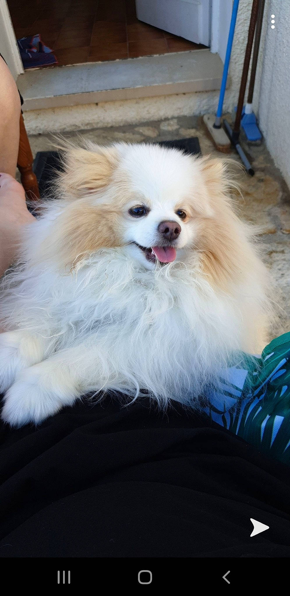 Orage participe au concours pour gagner de l'argent avec cette photo : canidae, carnivore, companion_dog, dog, dog_breed, fawn, german_spitz, german_spitz_klein, german_spitz_mittel, japanese_spitz, mammal, non_sporting_group, pomeranian, puppy, rare_breed_dog, spitz, sporting_group, toy_dog, vertebrate, volpino_italiano