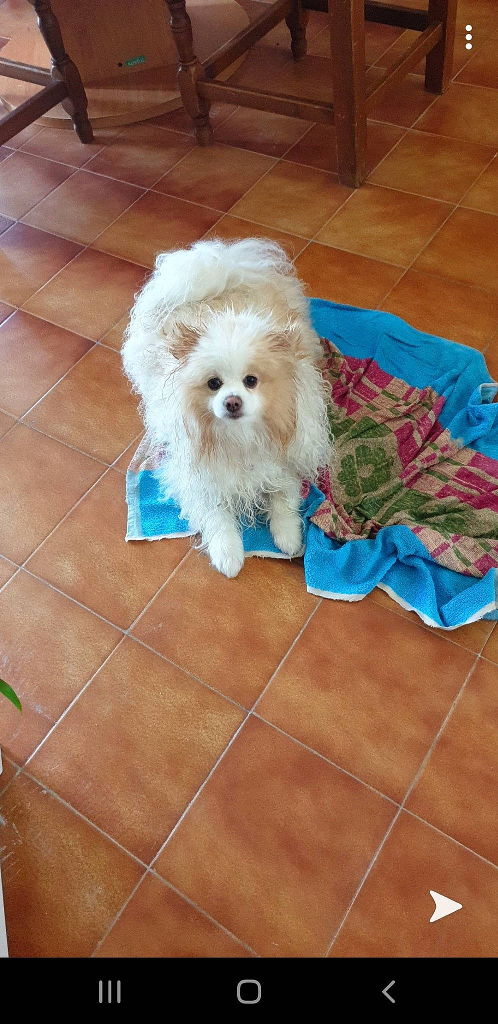 Orage a rejoint le concours — aidez-le/la à gagner de superbes lots ! bolognese, bolonka, canidae, carnivore, cavachon, chinese_imperial_dog, cockapoo, companion_dog, dog, dog_breed, maltepoo, maltese, mammal, miniature_poodle, poodle_crossbreed, puppy, schnoodle, shih_tzu, toy_poodle, vertebrate