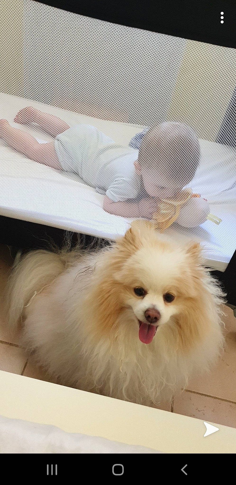 Orage participe au concours pour gagner de l'argent avec cette photo : canidae, carnivore, companion_dog, dog, dog_breed, fur, german_spitz, german_spitz_klein, german_spitz_mittel, indian_spitz, japanese_spitz, mammal, non_sporting_group, pomeranian, skin, spitz, toy_dog, vertebrate, volpino_italiano, whiskers