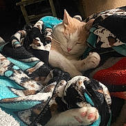 Fat Boy is registered to the contest to win money with this photo: animal, blanket, cat, comfort, cozy, cute, domestic, feline, fur, indoor, patterned_blanket, paw, pet, pink_paw, relaxing, rest, resting, sleeping, soft, warm
