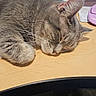 animal, cat, closed_eyes, closeup, cozy, desk, fur, gray_cat, indoor, keyboard, nap, office_supplies, papers, pet, relaxed, resting, sleeping, tabby, whiskers, wooden_surface