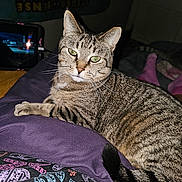 Sassy is registered to the contest to win money with this photo: cat, tabby_cat, pet, indoor, purple_blanket, feline, whiskers, green_eyes, relaxed, lying_down, tail, fur, striped, closeup, cozy, tablet, poster, dim_light, bedroom, home