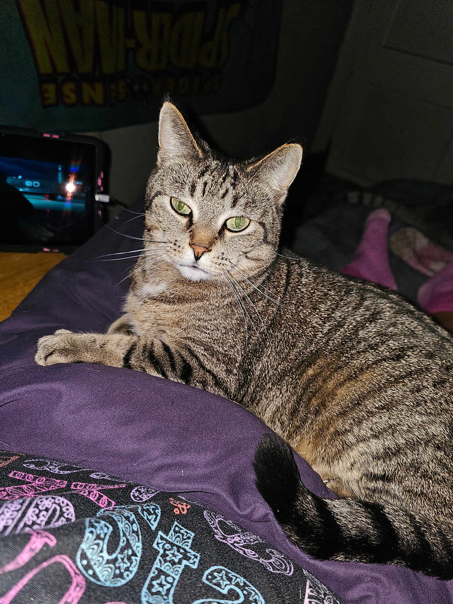Sassy is registered to the contest to win money with this photo: cat, tabby_cat, pet, indoor, purple_blanket, feline, whiskers, green_eyes, relaxed, lying_down, tail, fur, striped, closeup, cozy, tablet, poster, dim_light, bedroom, home