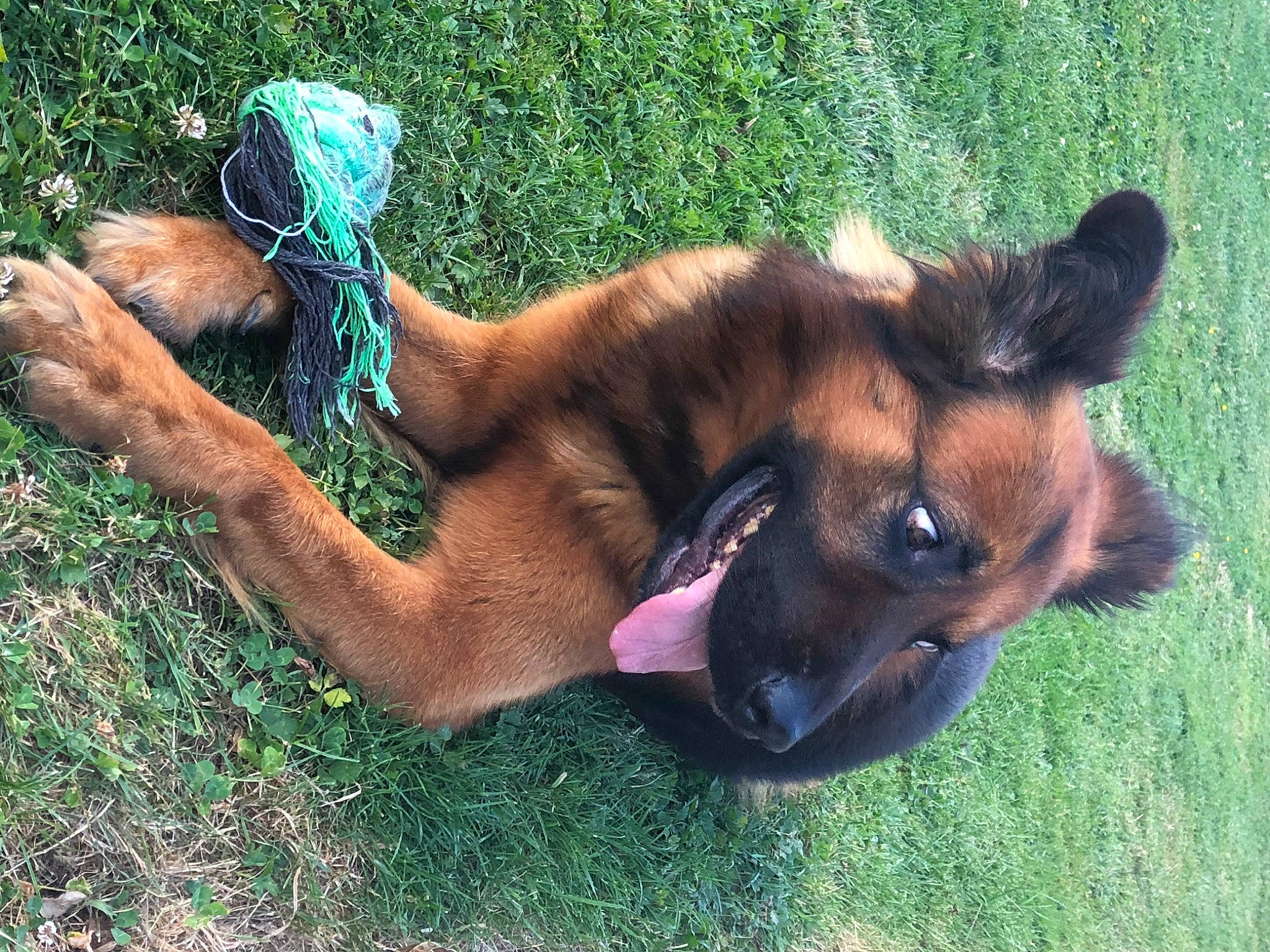 Booba a rejoint le concours — aidez-le/la à gagner de superbes lots ! belgian_shepherd_malinois, canidae, carnivore, companion_dog, dog, dog_breed, east_european_shepherd, fawn, german_shepherd_dog, grass, guard_dog, herding_dog, old_german_shepherd_dog, paw, plant, snout, sporting_group, terrestrial_animal, working_animal, working_dog