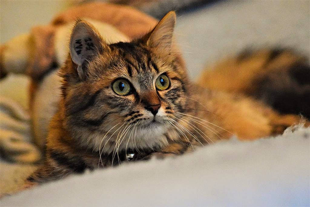 Pépita participe au concours pour gagner de l'argent avec cette photo : aegean_cat, american_bobtail, asian, bengal, carnivore, cat, domestic_short_haired_cat, dragon_li, european_shorthair, felidae, fur, kitten, maine_coon, mammal, pixie_bob, small_to_medium_sized_cats, tabby_cat, toyger, vertebrate, whiskers