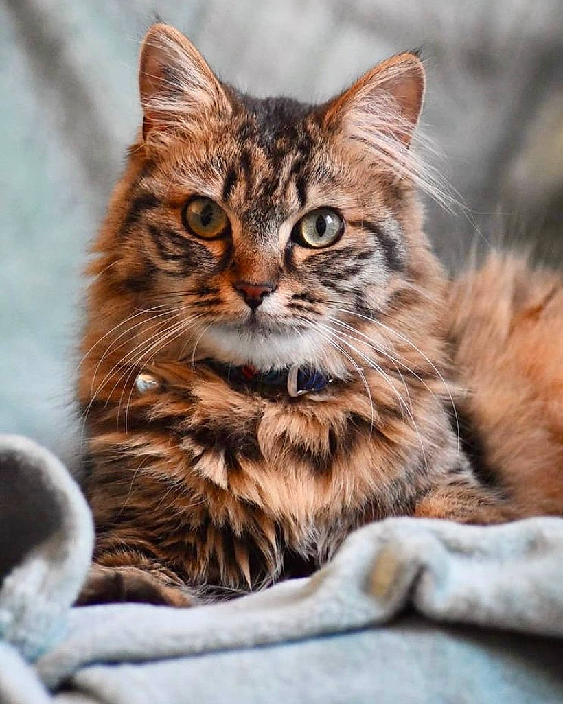 Pépita a rejoint le concours — aidez-le/la à gagner de superbes lots ! asian, carnivore, cat, domestic_short_haired_cat, dragon_li, european_shorthair, felidae, kitten, maine_coon, mammal, norwegian_forest_cat, pixie_bob, siberian, small_to_medium_sized_cats, tabby_cat, toyger, vertebrate, whiskers, wild_cat, wildlife