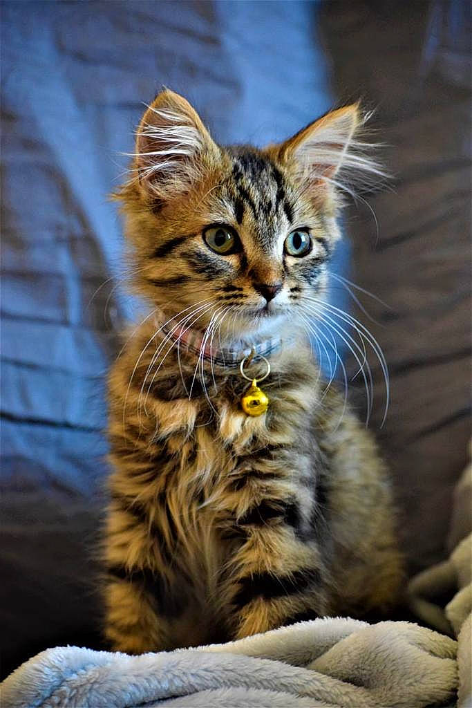 Pépita a rejoint le concours — aidez-le/la à gagner de superbes lots ! asian, carnivore, cat, domestic_short_haired_cat, dragon_li, european_shorthair, felidae, kitten, maine_coon, mammal, norwegian_forest_cat, pixie_bob, siberian, small_to_medium_sized_cats, tabby_cat, toyger, vertebrate, whiskers, wild_cat, wildlife