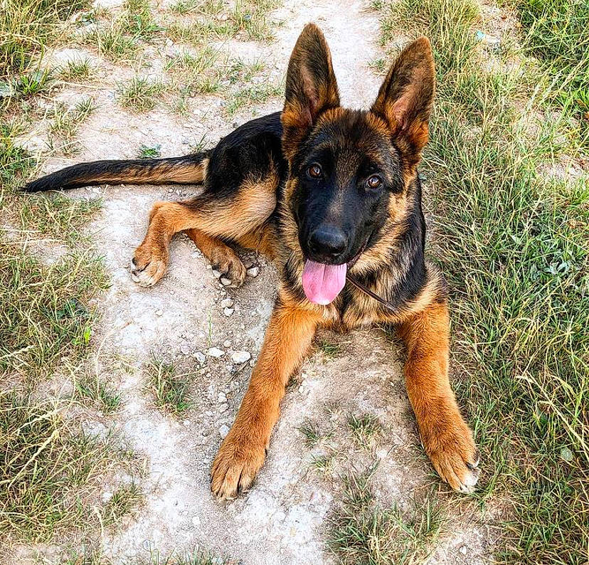 Pégase participe au concours pour gagner de l'argent avec cette photo : belgian_shepherd_malinois, canidae, carnivore, dog, dog_breed, east_european_shepherd, fawn, german_shepherd_dog, grass, king_shepherd, kunming_wolfdog, mammal, old_german_shepherd_dog, rare_breed_dog, shiloh_shepherd_dog, snout, vertebrate, working_dog