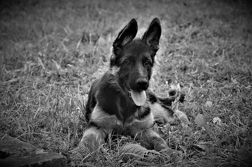 Pégase a rejoint le concours — aidez-le/la à gagner de superbes lots ! black, black_and_white, canidae, carnivore, dog, dog_breed, german_shepherd_dog, grass, mammal, monochrome, monochrome_photography, photography, snout, style, vertebrate, wildlife, working_dog
